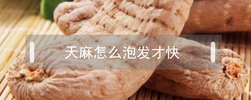 天麻怎么泡發(fā)才快