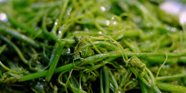 云龍菜是什么菜
