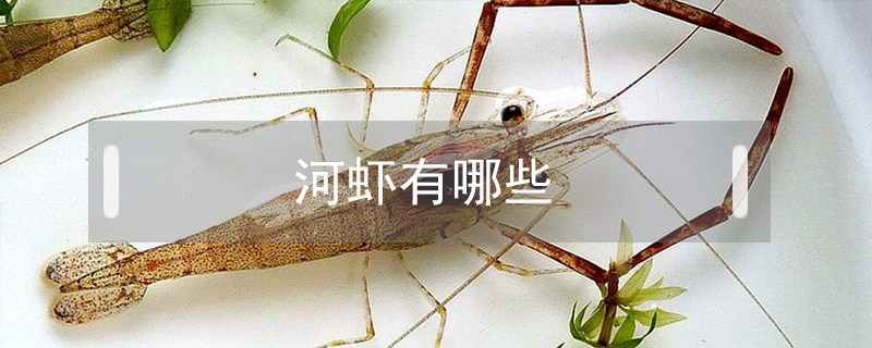 河蝦有哪些
