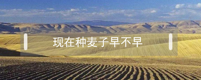 現(xiàn)在種麥子早不早