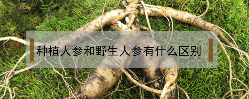 種植人參和野生人參有什么區別