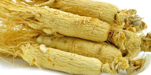 種植人參和野生人參有什么區別