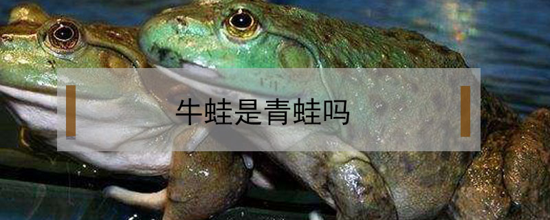 牛蛙是青蛙嗎