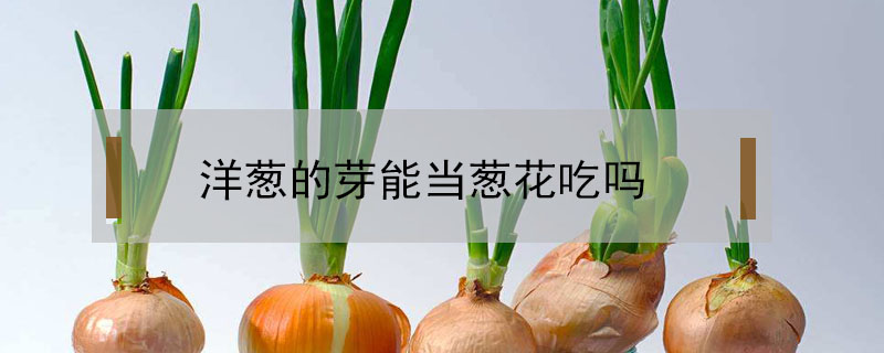 洋蔥的芽能當(dāng)蔥花吃嗎