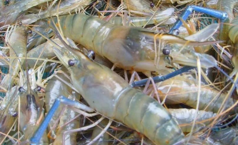 河蝦有哪些