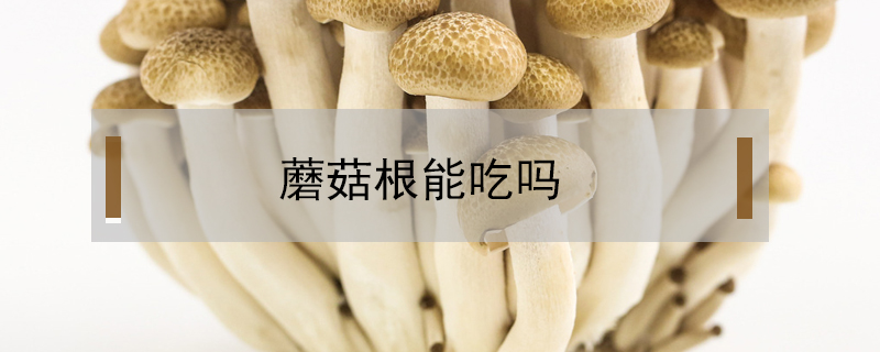 蘑菇根能吃嗎