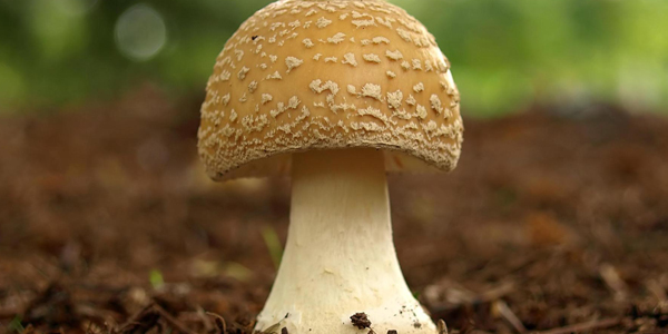 蘑菇根能吃嗎