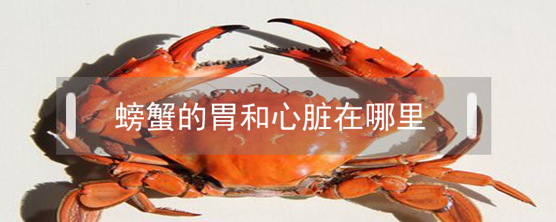 螃蟹的胃和心臟在哪里?