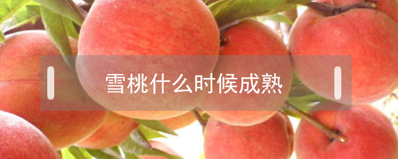 雪桃什么時(shí)候成熟