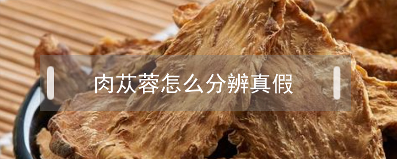 肉蓯蓉怎么分辨真假