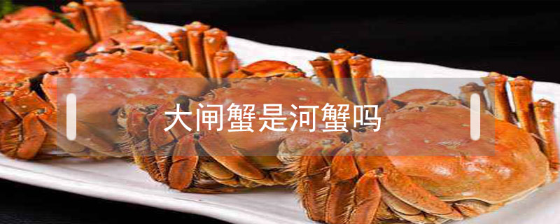 大閘蟹是河蟹嗎