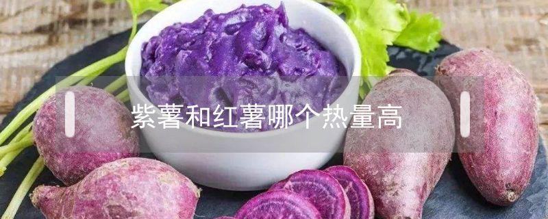 紫薯和紅薯哪個(gè)熱量高