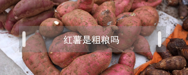 紅薯是粗糧嗎