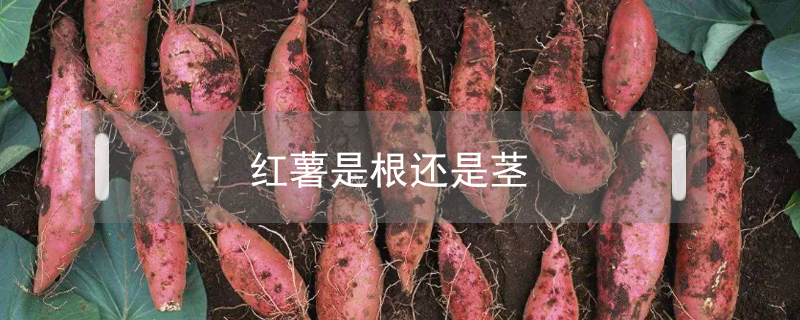 紅薯是根還是莖