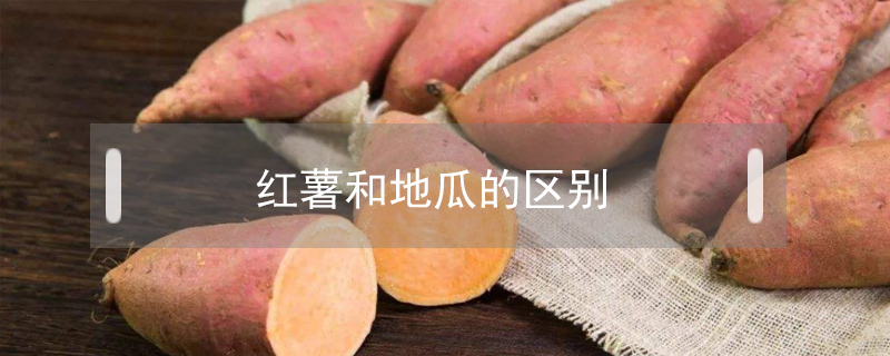 紅薯和地瓜的區別