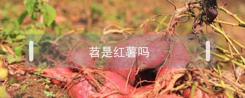 苕是紅薯嗎