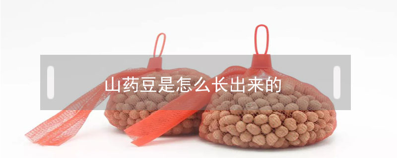 山藥豆是怎么長(zhǎng)出來(lái)的
