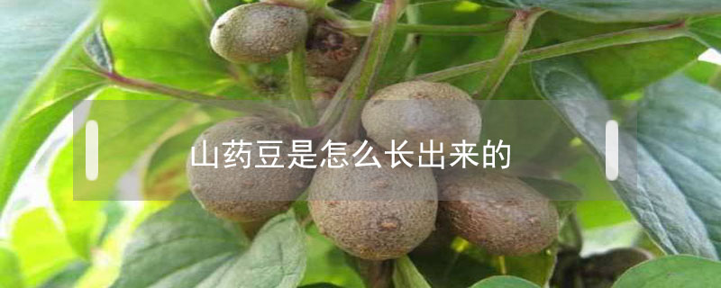 山藥豆長在土里還是長在枝上