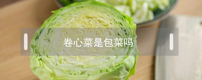卷心菜是包菜嗎