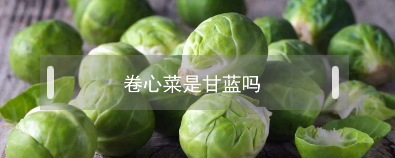 卷心菜是甘藍嗎
