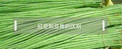 豇豆和豆角的區別