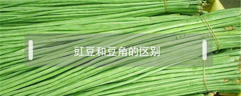 豇豆和豆角的區(qū)別