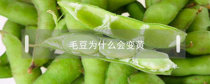 毛豆為什么會變黃