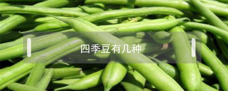 四季豆有幾種