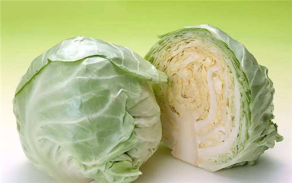 卷心菜是甘藍嗎