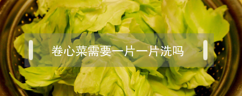 卷心菜需要一片一片洗嗎