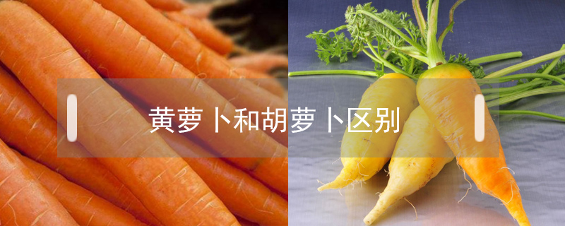 黃蘿卜和胡蘿卜區(qū)別