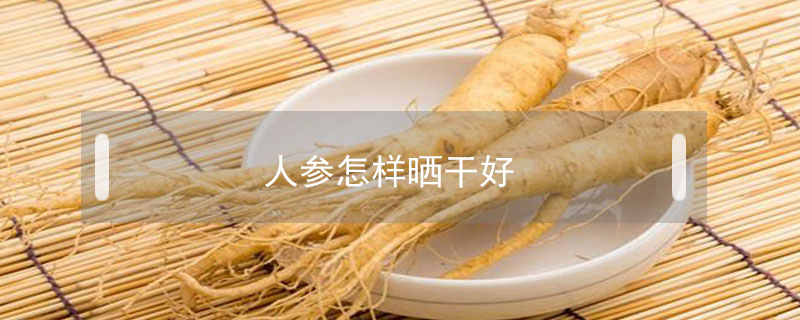 人參怎樣曬干好