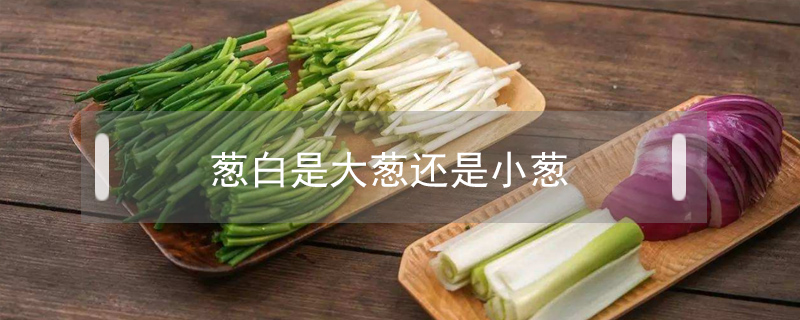 蔥白是大蔥還是小蔥