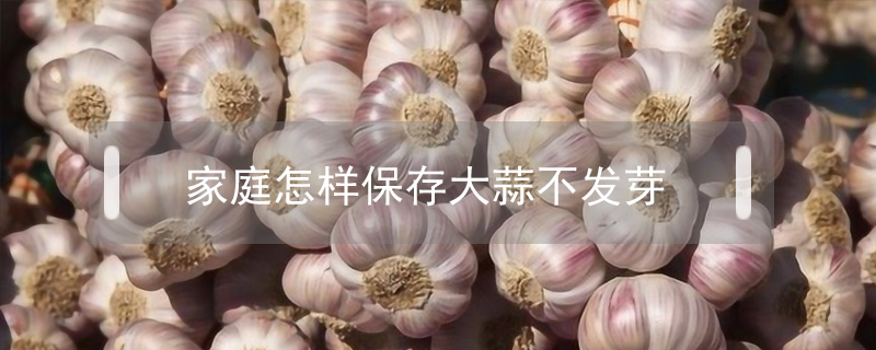 家庭怎樣保存大蒜不發芽