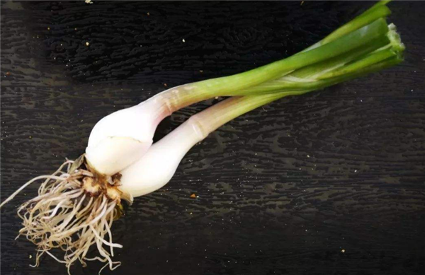 蔥白是大蔥還是小蔥