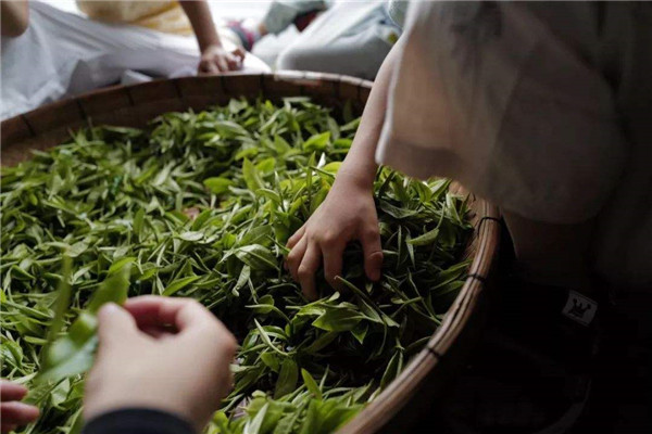 御茶是哪種茶