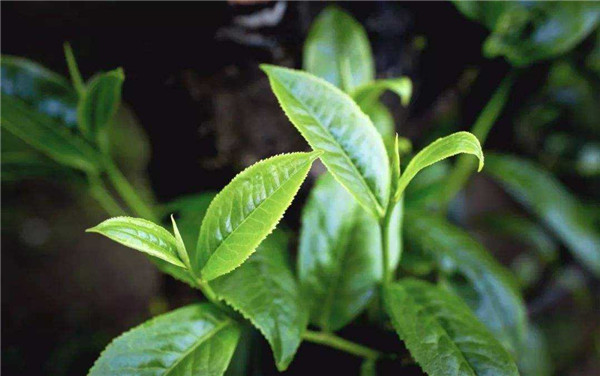 御茶是哪種茶