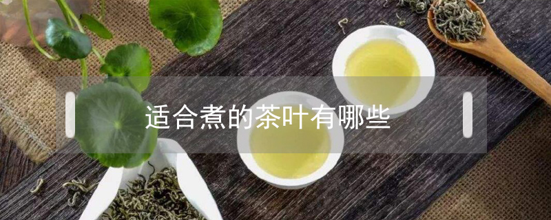 適合煮的茶葉有哪些