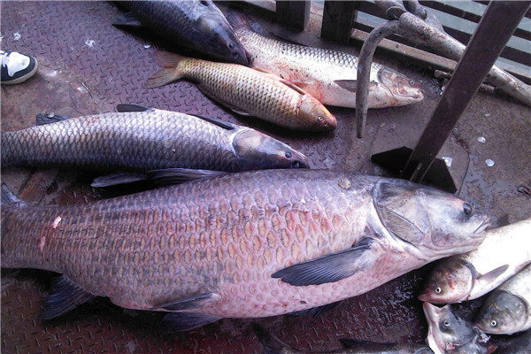 青魚為什么不吃頭