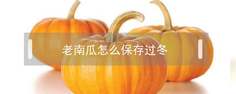 老南瓜怎么保存過冬