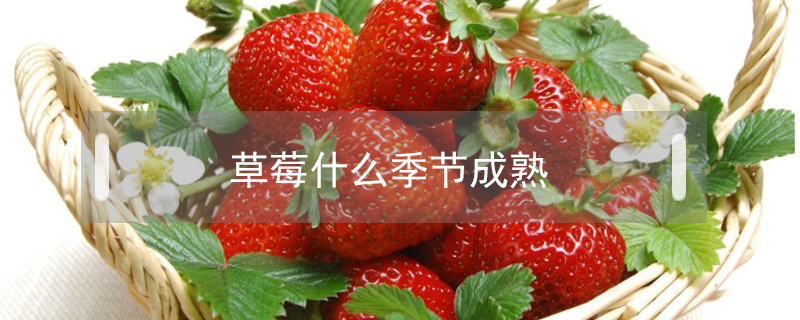 草莓什么季節成熟