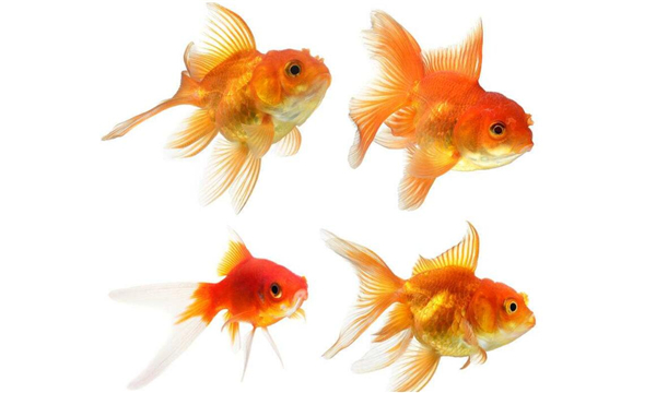 金魚的記憶真的只有七秒嗎，為什么說金魚的記憶只有七秒