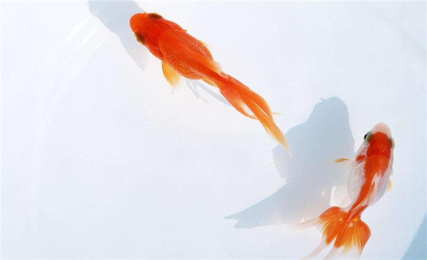 金魚的記憶真的只有七秒嗎，為什么說金魚的記憶只有七秒