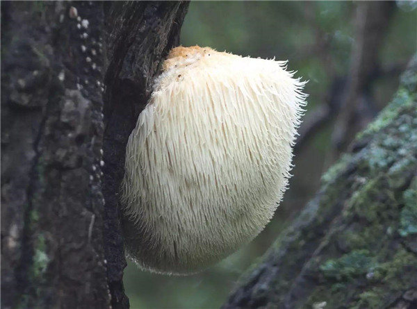 蘑菇長白毛了還能吃嗎