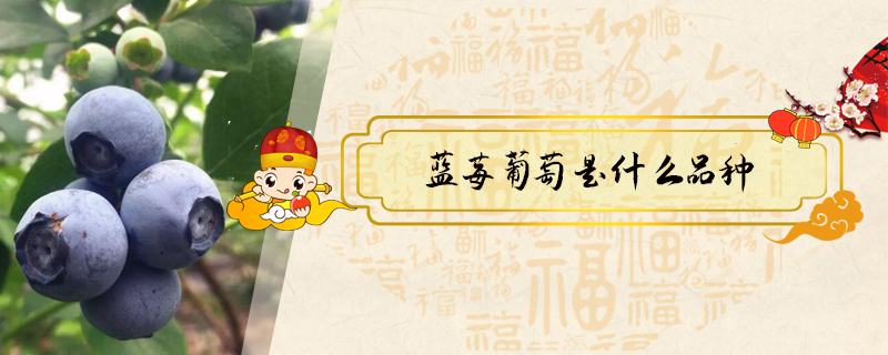 藍莓葡萄是什么品種
