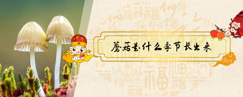蘑菇是什么季節長出來