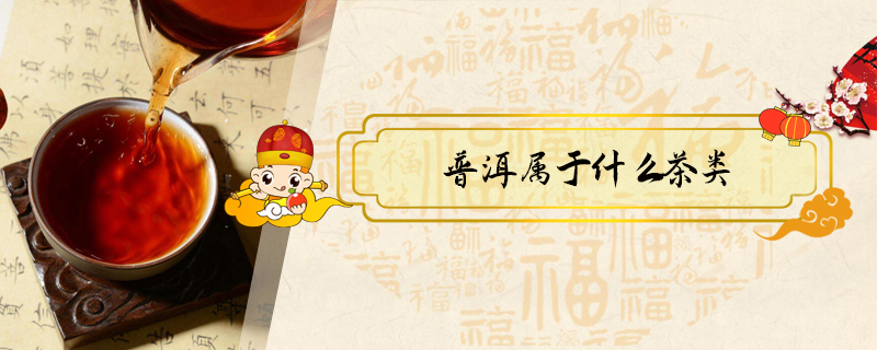 普洱屬于什么茶類