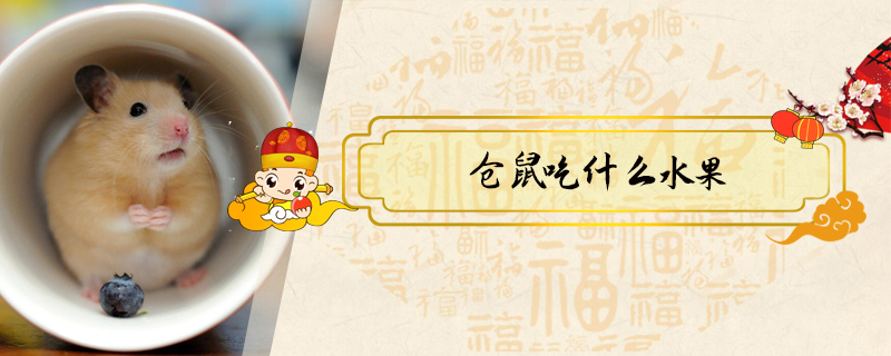 倉鼠吃什么水果