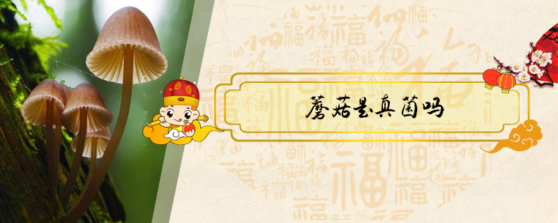 蘑菇是真菌嗎