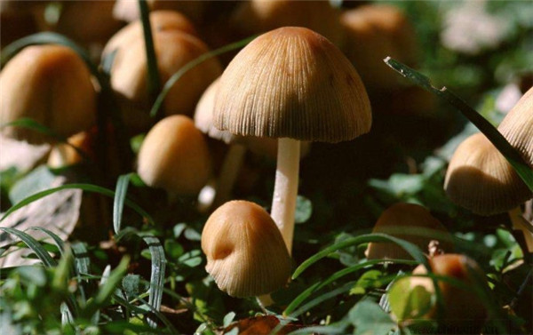 蘑菇是真菌嗎